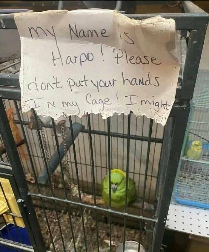 Birds With Threatening Vibes