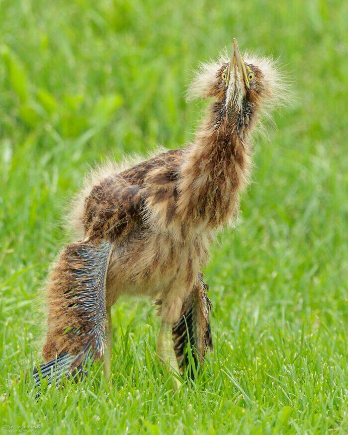 Birds With Threatening Vibes