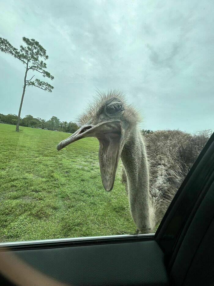 Birds With Threatening Vibes