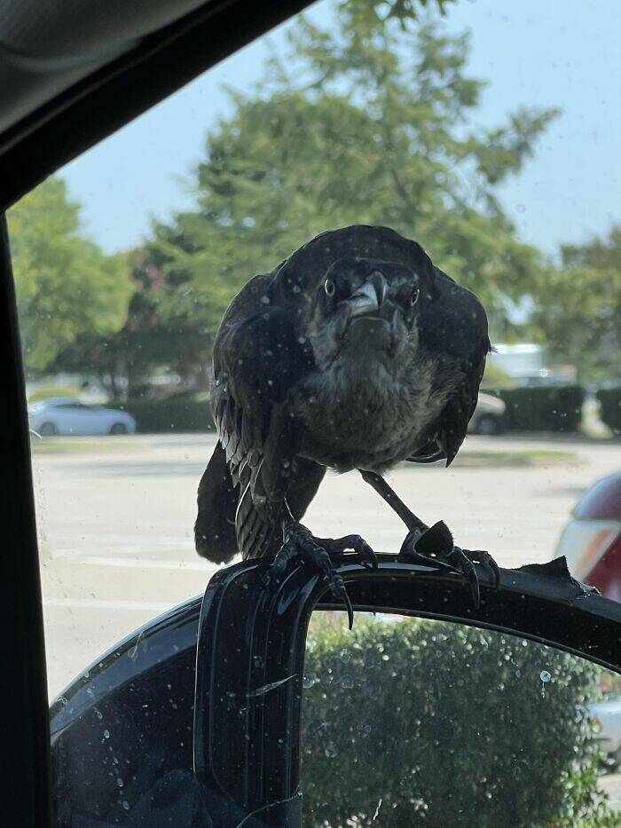 Birds With Threatening Vibes