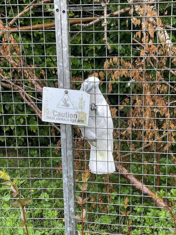 Birds With Threatening Vibes