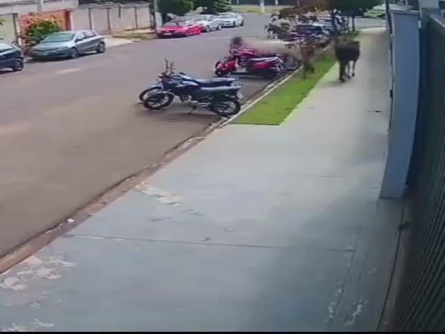 So Youre Saying That A Horse Stole Your Motorcycle?