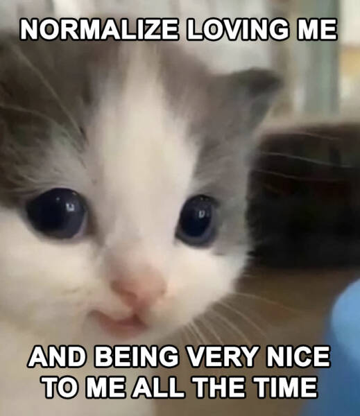 Hilarious Cat Memes You’ll Totally Relate To