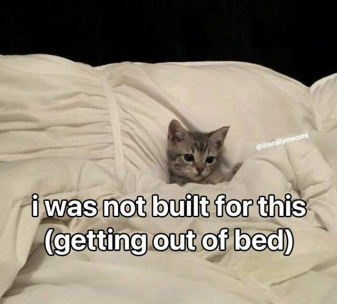 Hilarious Cat Memes You’ll Totally Relate To