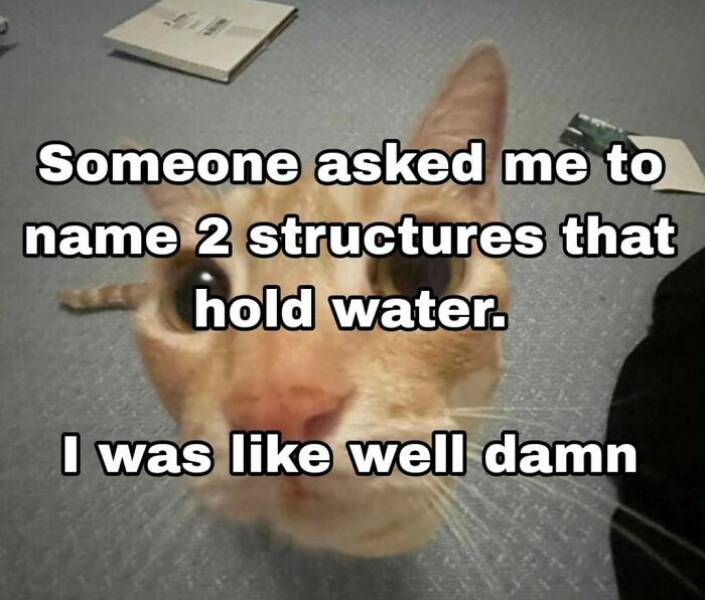 Hilarious Cat Memes You’ll Totally Relate To