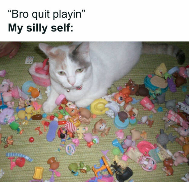 Hilarious Cat Memes You’ll Totally Relate To