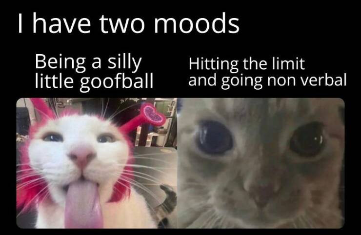 Hilarious Cat Memes You’ll Totally Relate To