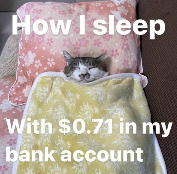 Hilarious Cat Memes You’ll Totally Relate To