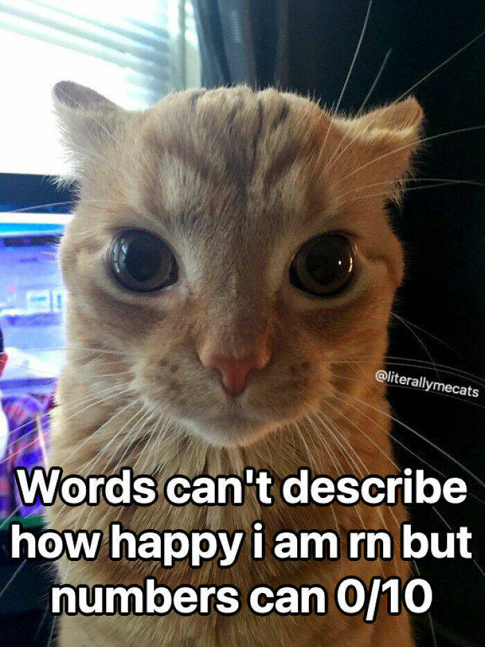 Hilarious Cat Memes You’ll Totally Relate To