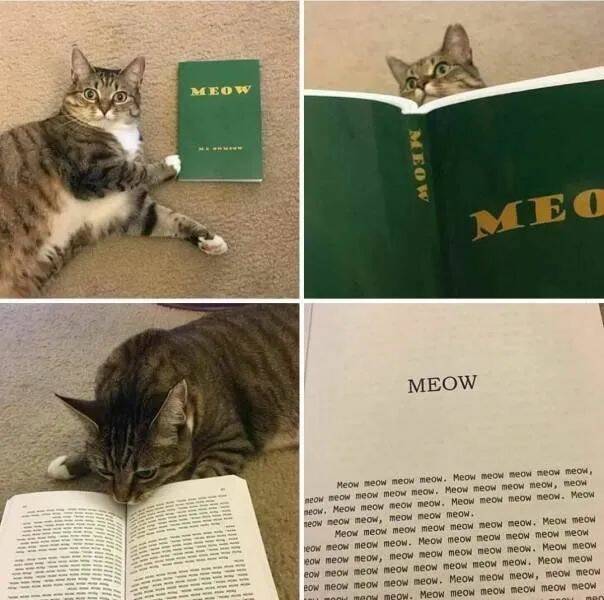 Adorable Cat Pics And Memes To Brighten Your Day