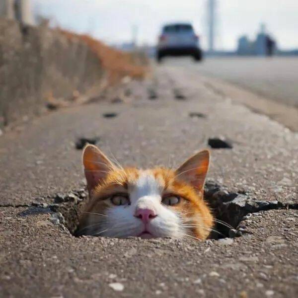 Adorable Cat Pics And Memes To Brighten Your Day
