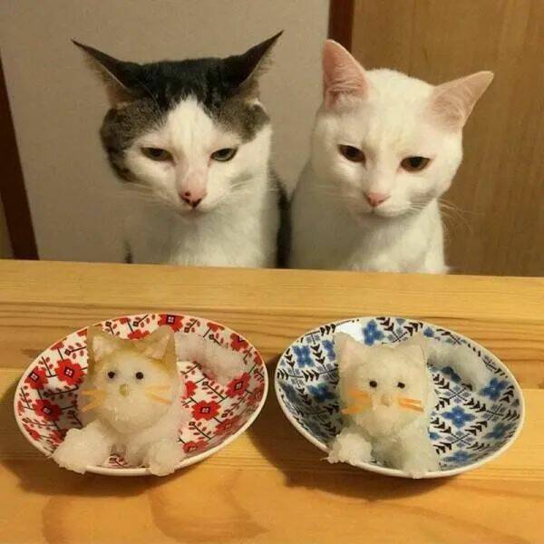 Adorable Cat Pics And Memes To Brighten Your Day