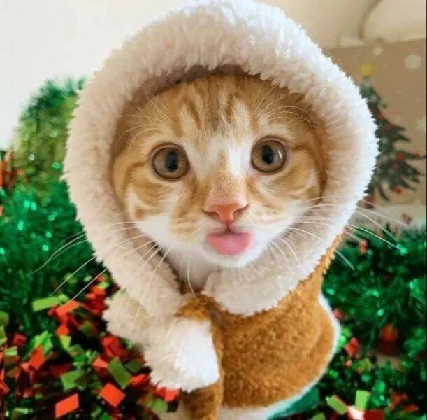 Adorable Cat Pics And Memes To Brighten Your Day
