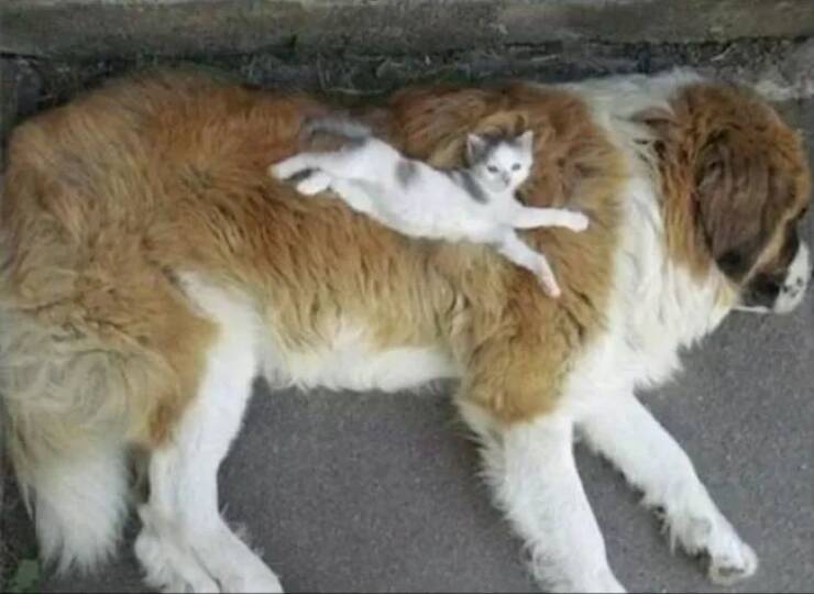 Adorable Cat Pics And Memes To Brighten Your Day