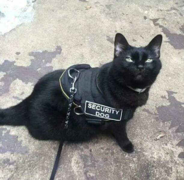Adorable Cat Pics And Memes To Brighten Your Day