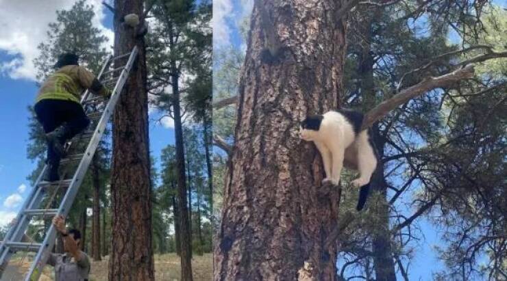 Adorable Cat Pics And Memes To Brighten Your Day