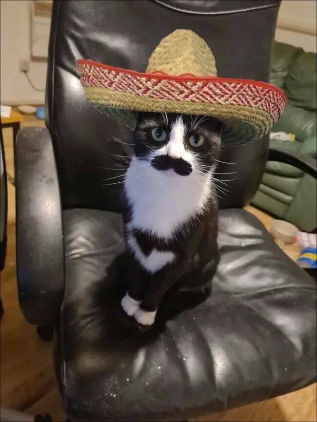 Adorable Cat Pics And Memes To Brighten Your Day