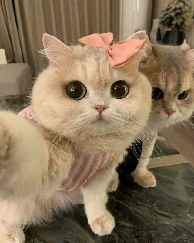 Adorable Cat Pics And Memes To Brighten Your Day