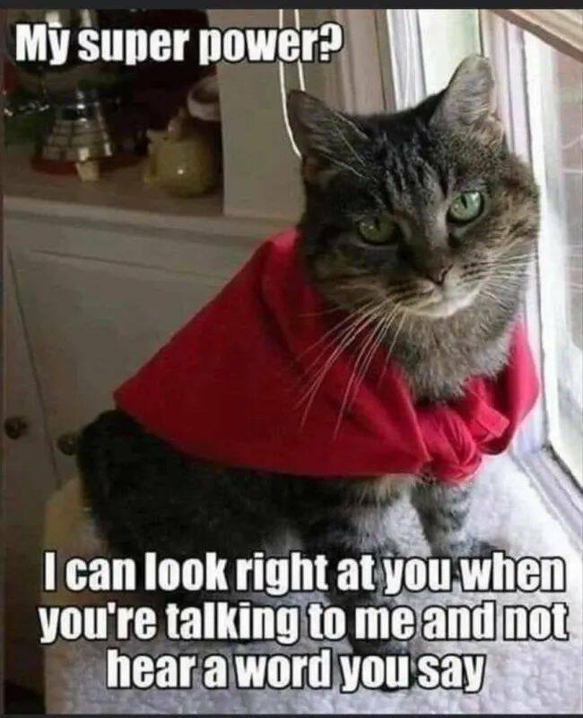 Adorable Cat Pics And Memes To Brighten Your Day