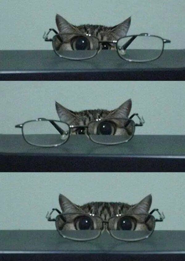 Adorable Cat Pics And Memes To Brighten Your Day