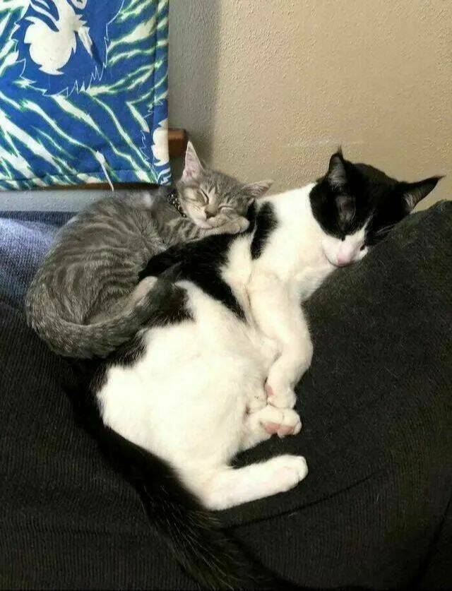 Adorable Cat Pics And Memes To Brighten Your Day