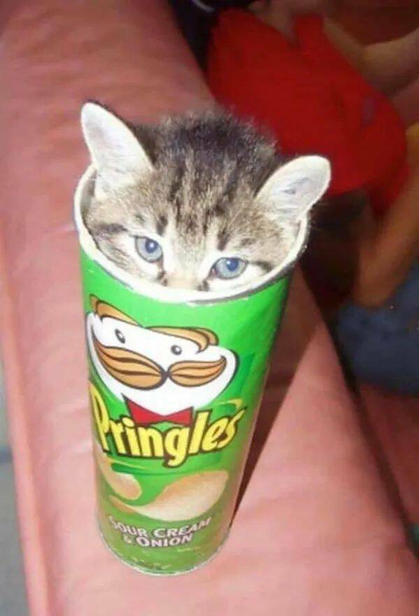 Adorable Cat Pics And Memes To Brighten Your Day