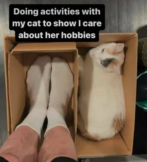 Adorable Cat Pics And Memes To Brighten Your Day