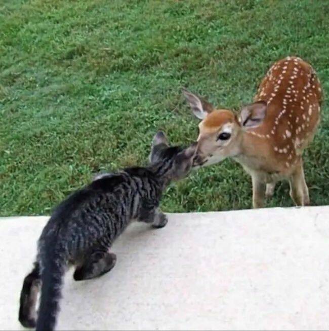 Adorable Cat Pics And Memes To Brighten Your Day
