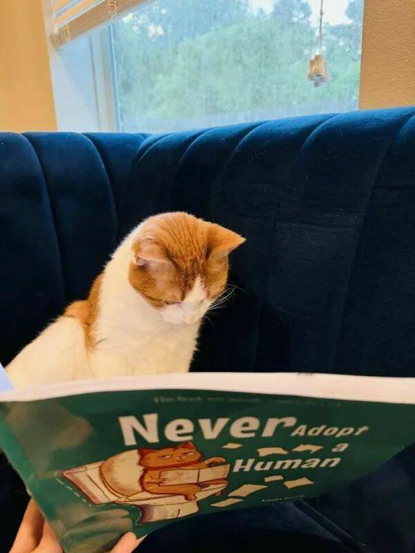 Adorable Cat Pics And Memes To Brighten Your Day