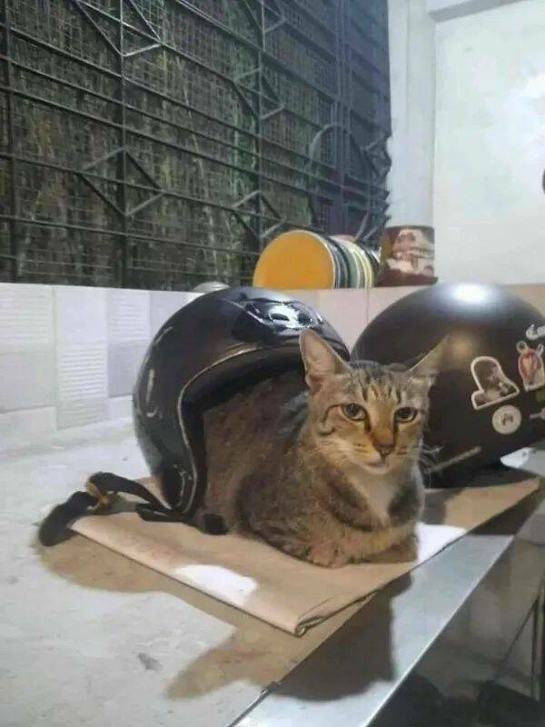 Adorable Cat Pics And Memes To Brighten Your Day