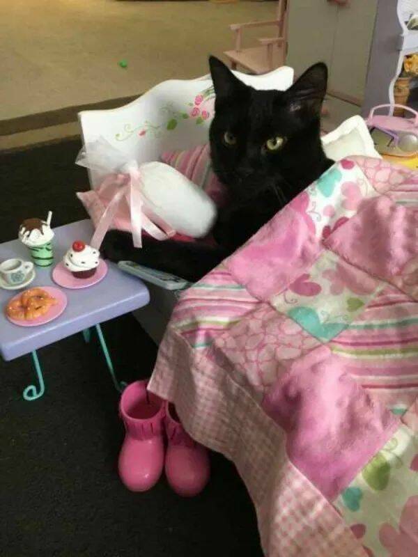Adorable Cat Pics And Memes To Brighten Your Day