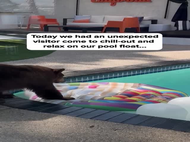 Nothing Unusual, Just The Bear Wanted To Float On A Mattress In The Pool