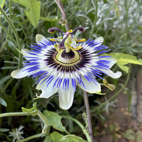 Extraordinary Plants To Soothe Your Mind