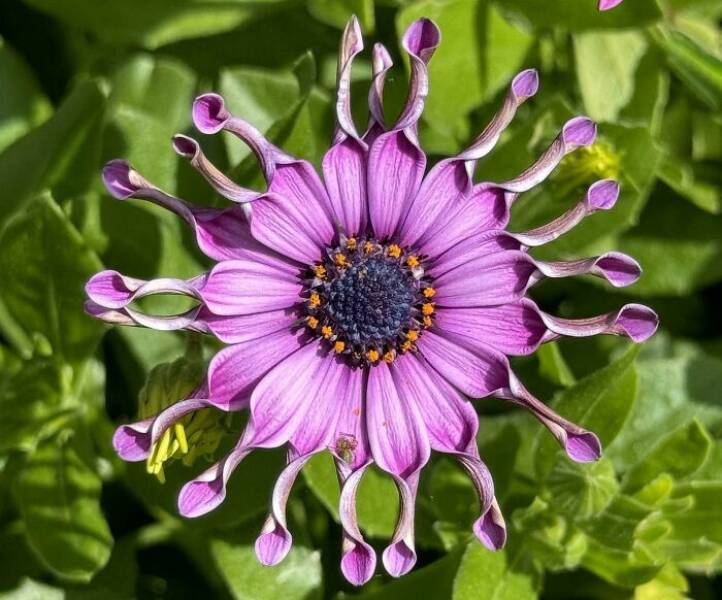 Extraordinary Plants To Soothe Your Mind