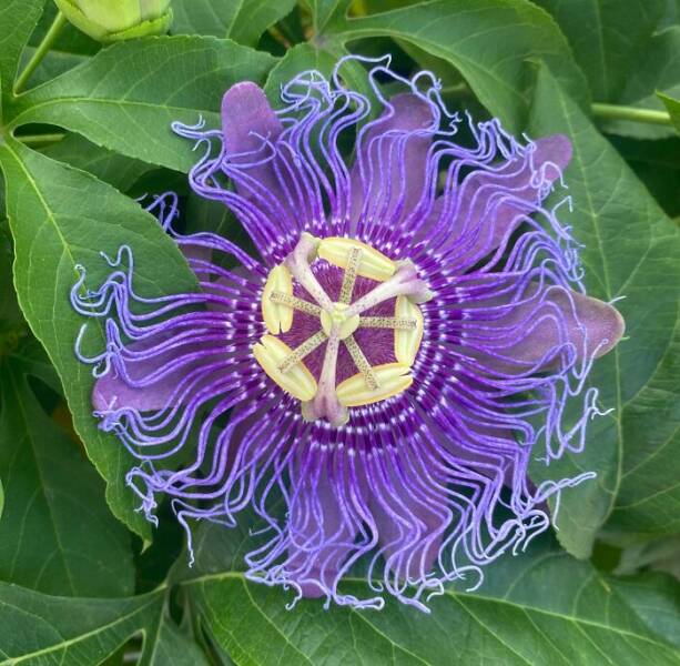 Extraordinary Plants To Soothe Your Mind