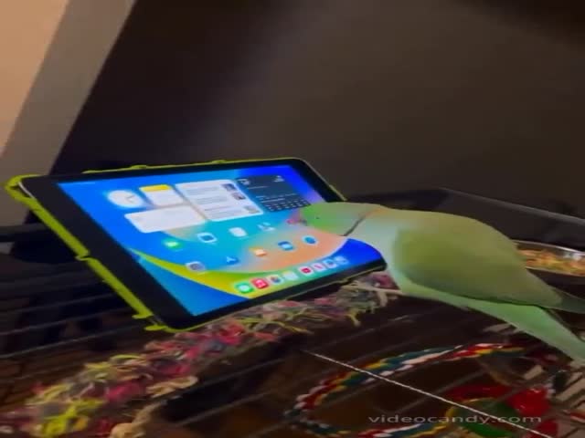 Pooki - The Parrot From Australia Learned To Scroll Through YouTube And Find Videos With Parrots