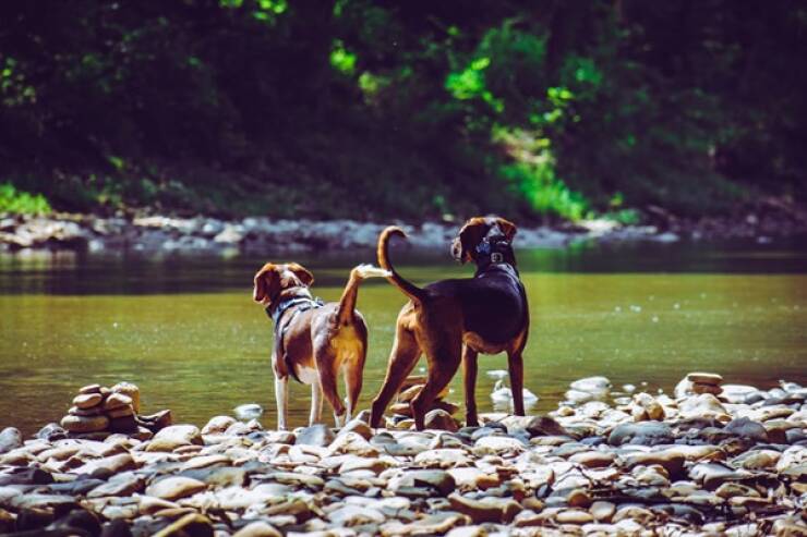 Heartfelt Epitaphs For Beloved Dogs From Ancient Greece And Rome