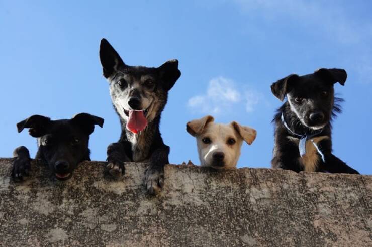 Heartfelt Epitaphs For Beloved Dogs From Ancient Greece And Rome