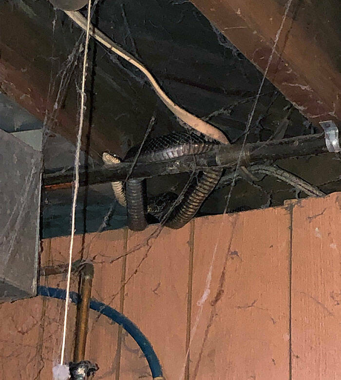 Terrifying Basement Discoveries Homeowners Couldnt Keep To Themselves
