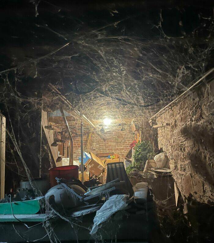 Terrifying Basement Discoveries Homeowners Couldnt Keep To Themselves