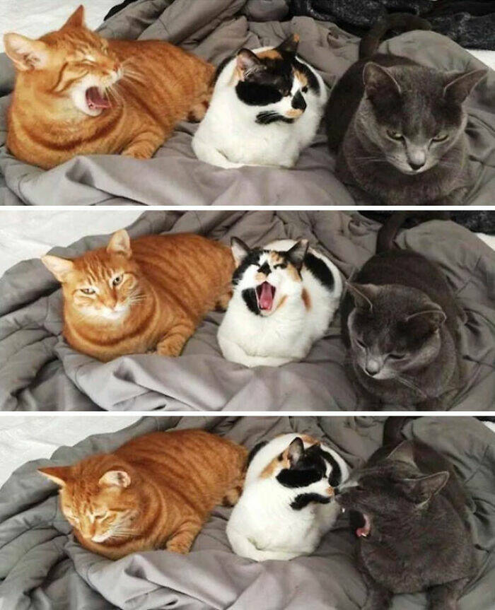 The Funniest Cat Pictures Ever Captured