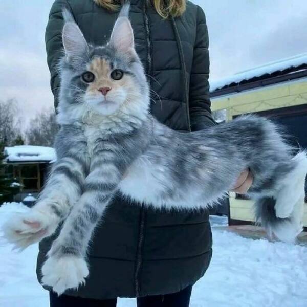 Unbelievable Snapshots: Proof That Reality Is Full Of Surprises