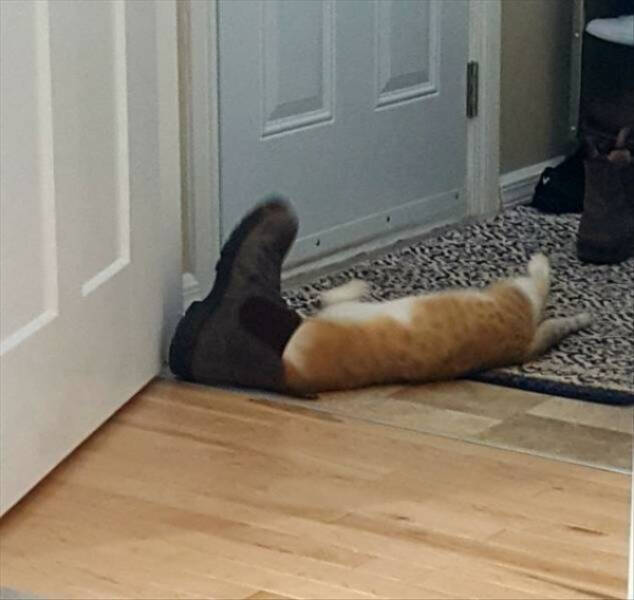 Laugh-Out-Loud Cat Pictures You Cant Miss