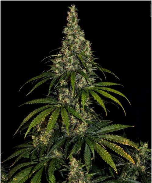 Revolutionizing Cannabis: The Autoflowering Phenomenon