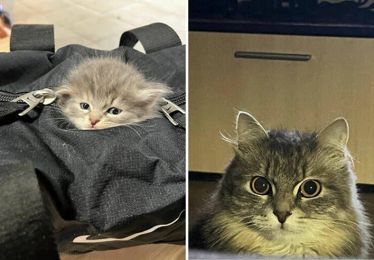 Cats Growing Up: Heartwarming Side-by-Side Photos