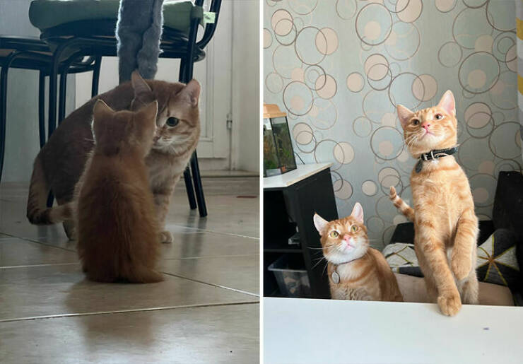 Cats Growing Up: Heartwarming Side-by-Side Photos