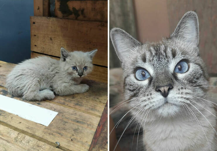 Cats Growing Up: Heartwarming Side-by-Side Photos