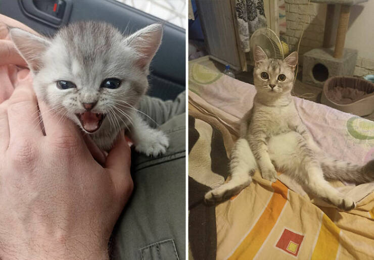 Cats Growing Up: Heartwarming Side-by-Side Photos