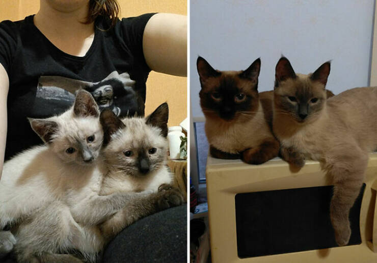 Cats Growing Up: Heartwarming Side-by-Side Photos