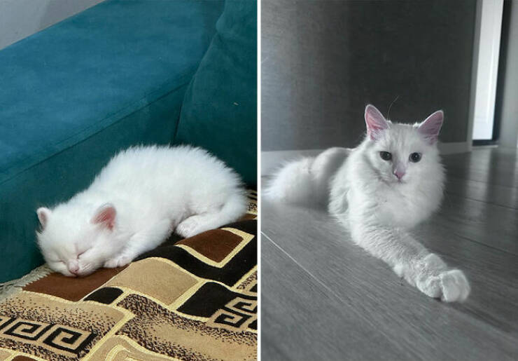 Cats Growing Up: Heartwarming Side-by-Side Photos